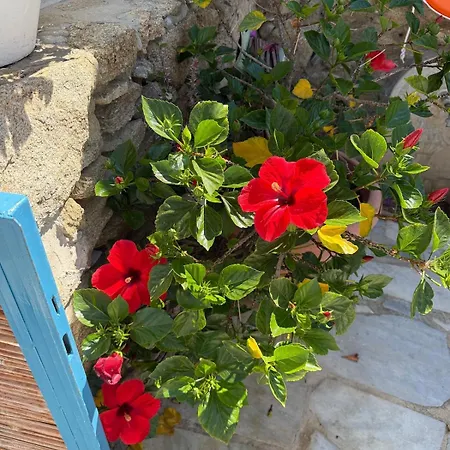 Ibiscus Chora Housemyconos * Mykonos Town